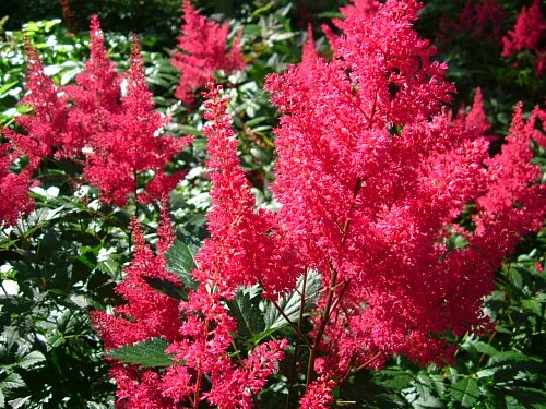 Астильба японская 'Монтгомери' (красно - пурпурная)