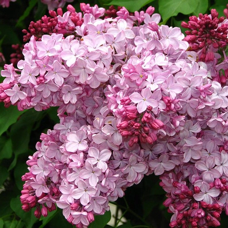 Сирень гиацинтоцветная 'Эстер Стейли' (лиловая)