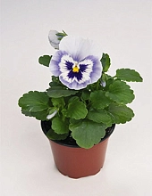 Виола Виттрока 'Инспайр Блу Ангел' (голубая с глазком)