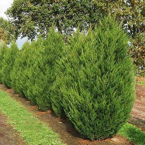 Можжевельник китайский 'Сперминт'