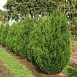 Можжевельник китайский 'Сперминт'