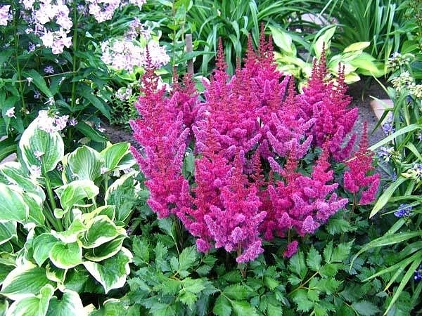 Астильба китайская 'Вижинс' (пурпурная)