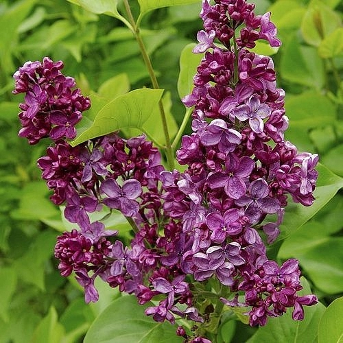 Сирень обыкновенная 'Анна Шиач' (темно-пурпурная)