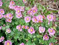 Анемона японская (Ветриница) 'Септембер Чар'