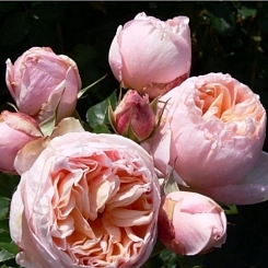 Роза 'Бель Романтика' (чайно-гибридная)(розово-абрикосовая) 