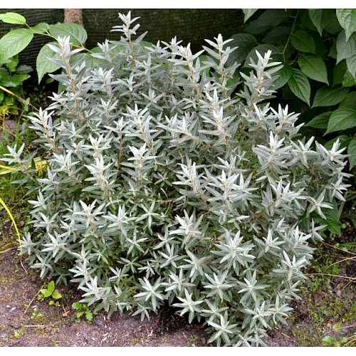 Облепиха крушиновидная 'Хикул'