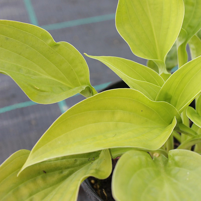 Хоста Зибольда