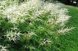 Волжанка 'Джонифест'