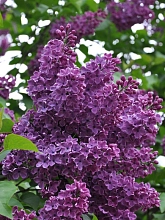 Сирень обыкновенная 'Сумерки' (фиолетовая)