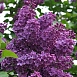Сирень обыкновенная 'Сумерки' (фиолетовая)