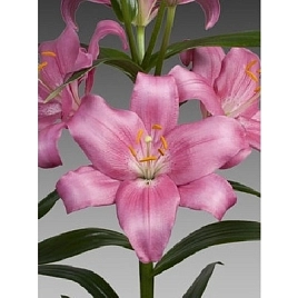 Лилия 'Фрегона' (розовая)