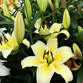 Лилия 'Фелино' бело желтая