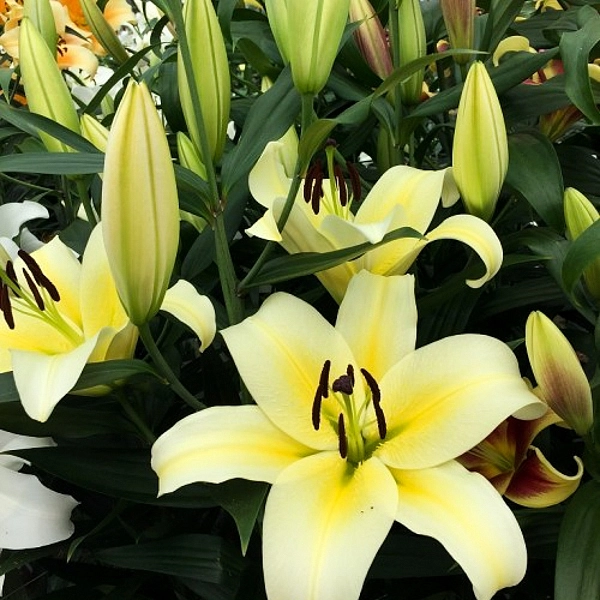 Лилия 'Фелино' бело желтая