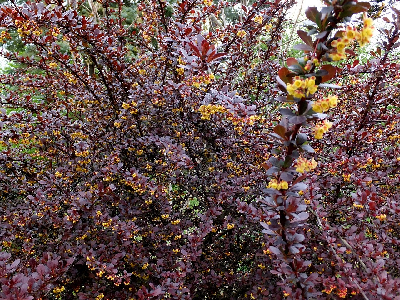 Барбарис обыкновенный 'Атропурпуреа'