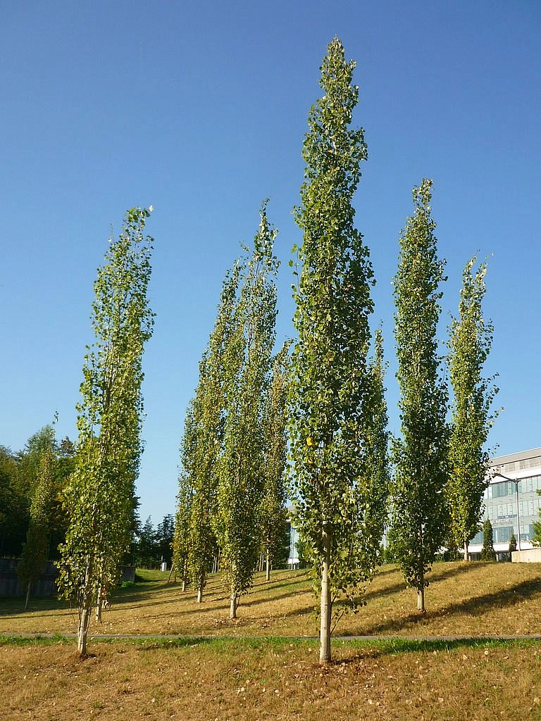 Тополь дрожащий 'Эректа'