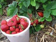 Земляника (клубника) 'Камрад'