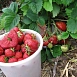 Земляника (клубника) 'Камрад'
