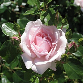 Роза 'Нью Доун' (плетистая) (розовая)