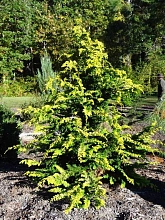 Кипарисовик тупой 'Фернспрей Голд'