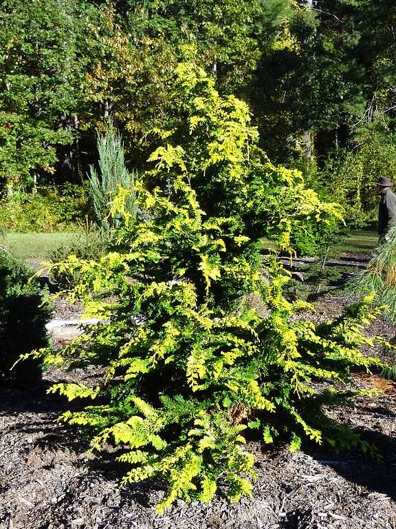 Кипарисовик тупой 'Фернспрей Голд'