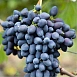 Виноград 'Надежда АЗОС'