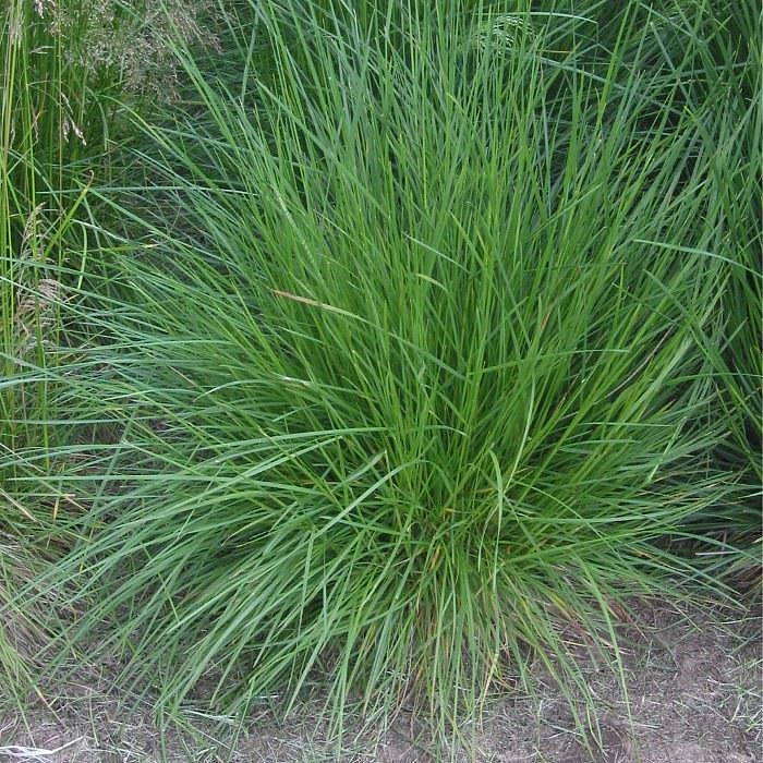 Луговик дернистый (щучка) Луговик дернистый (щучка)