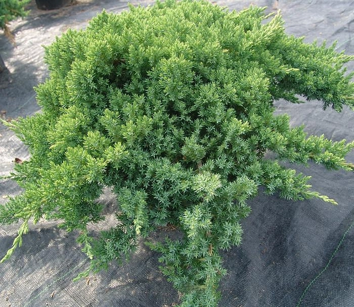Можжевельник лежачий 'Нана'