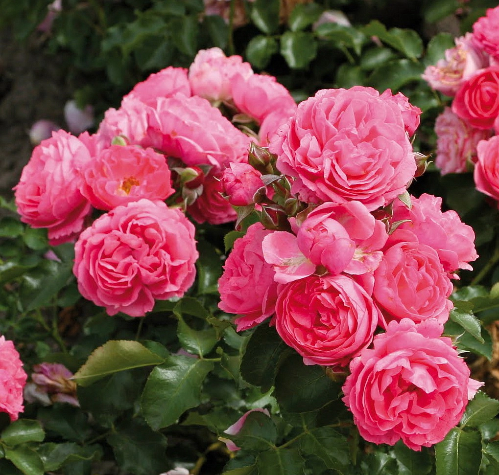 Роза 'Моин Моин' (флорибунда) (розовая)