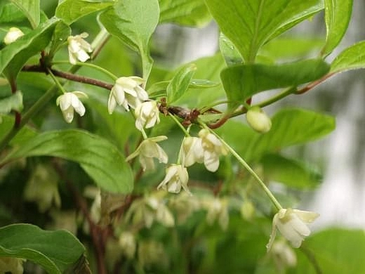 Лимонник китайский