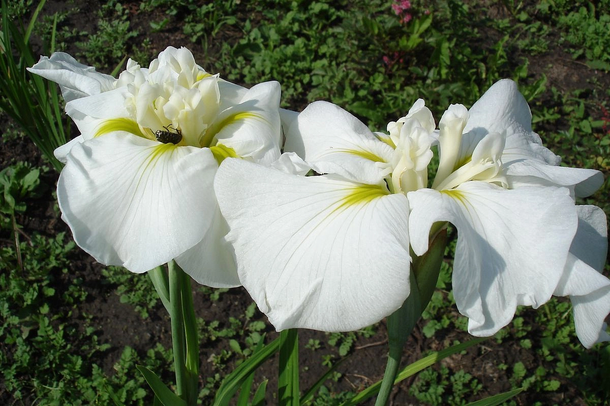 Ирис сибирский 'Галс Винг'