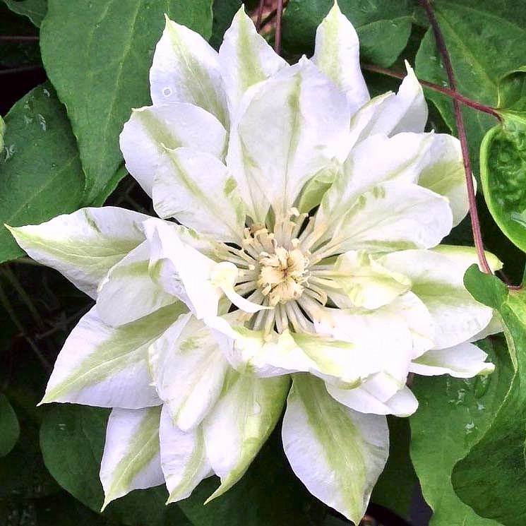 Клематис 'Юкиокоши'