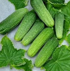 Огурец 'Атос'