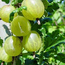 Крыжовник 'Финский'