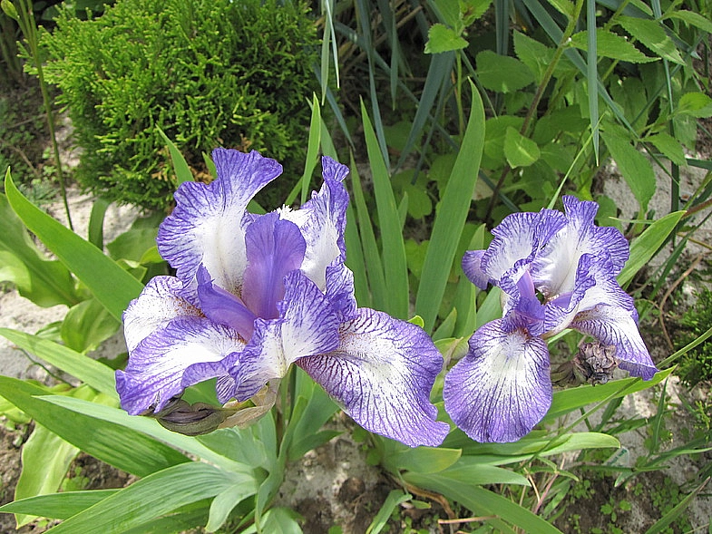 Ирис карликовый (гибридный) 'Петит Полька'