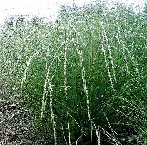 Овсяница Мейера