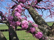 Багряник канадский Церцис