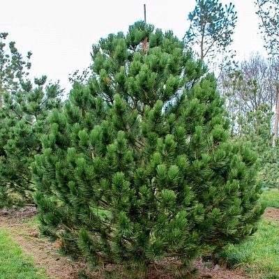 Порно түсіруші қыздар жігітті жыныстық қатынасқа түсуге алдап жіберген