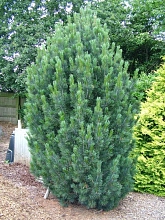 Сосна кедровая европейская 'Компакта Глаука'