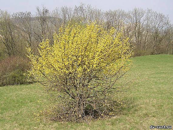 Дерен мужской