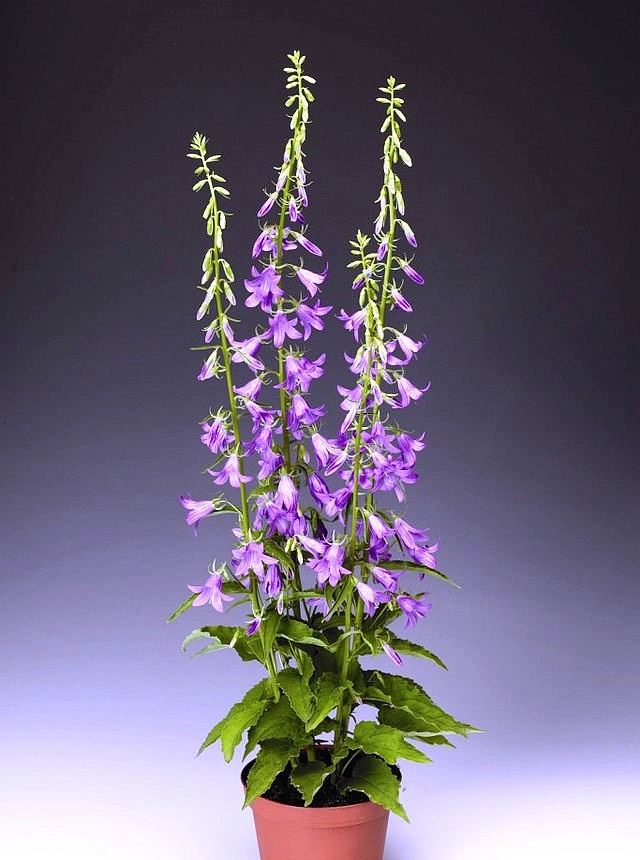 Колокольчик рапунцелевидный 'Кампбел Блю'