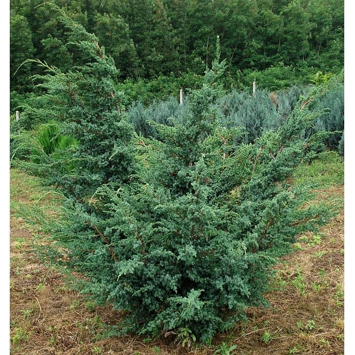 Можжевельник китайский 'Блу Альпс' Можжевельник китайский 'Блу Альпс'