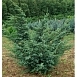 Можжевельник китайский 'Блу Альпс' Можжевельник китайский 'Блу Альпс'
