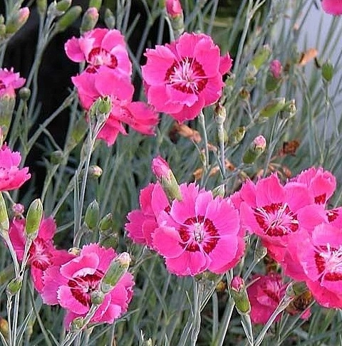 Гвоздика серовато-голубая 'Ротхопкен'