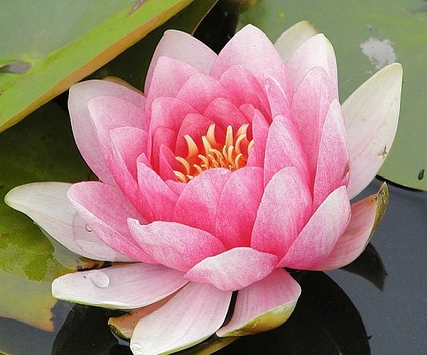 Кувшинка 'Фабиола'