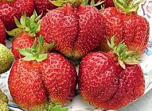 Земляника (клубника) 'Богема'