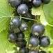 Смородина черная 'Шалунья'