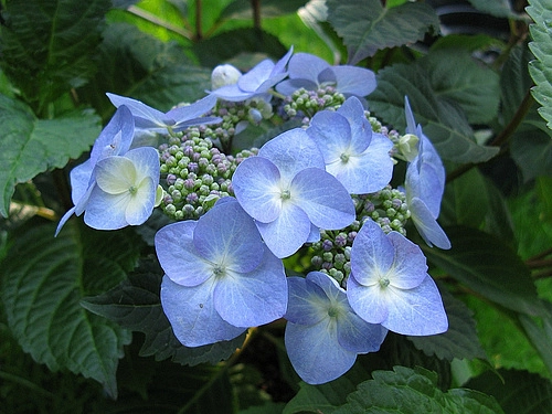 Гортензия крупнолистная 'Твист энд шаут Блу'