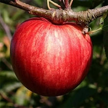 Яблоня домашняя 'Пирос'