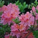 Рододендрон японский (азалия) (розовый)