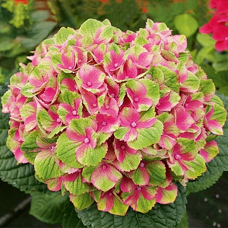 Гортензия крупнолистная 'Аметист'